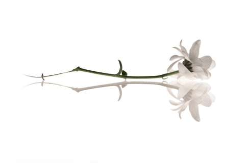 Photographie de fleur par Anna Shumanskaia - Reflexion 15