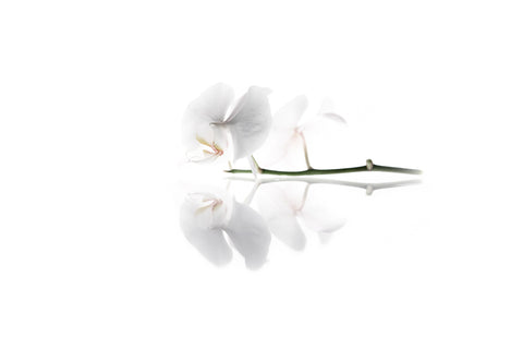 Photographie de fleur par Anna Shumanskaia - Reflexion 17