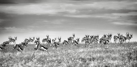 "Springboks" - Namibie - Photographie de Philippe Alexandre Chevallier