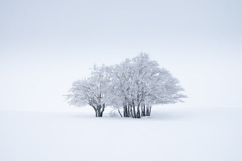 "Un pour tous "- Aubrac - PHOTOGRAPHIE DE JEAN-MICHEL LENOIR