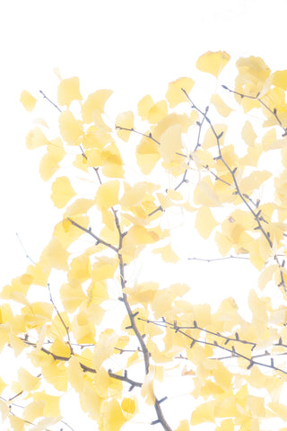 « Série Ginkgo » #2 - Photographie de MÉLANIE CHALLE