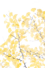 « Série Ginkgo » #2 - Photographie de MÉLANIE CHALLE