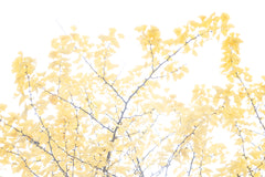 « Série Ginkgo » #3 - Photographie de MÉLANIE CHALLE