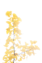 « Série Ginkgo » #4 - Photographie de MÉLANIE CHALLE