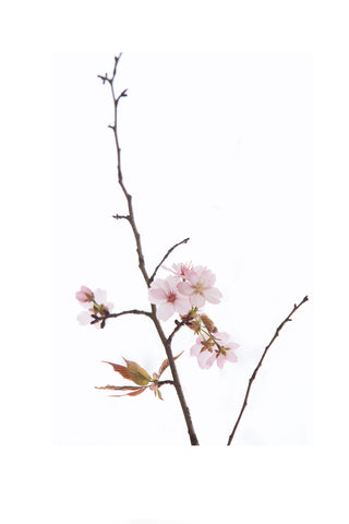 « Série Inflorescences » #12 - Photographie de MÉLANIE CHALLE