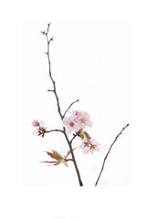 « Série Inflorescences » #12 - Photographie de MÉLANIE CHALLE