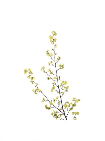 « Série Inflorescences » #16 - Photographie de MÉLANIE CHALLE