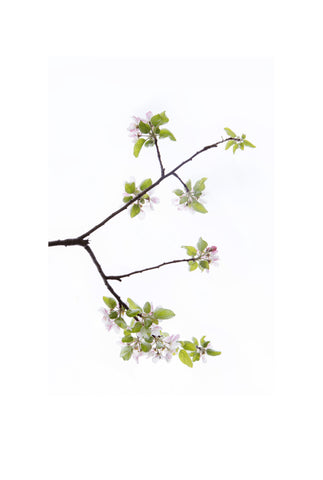 « Série Inflorescences » #1 - Photographie de MÉLANIE CHALLE