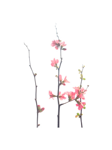 « Série Inflorescences » #3 - Photographie de MÉLANIE CHALLE