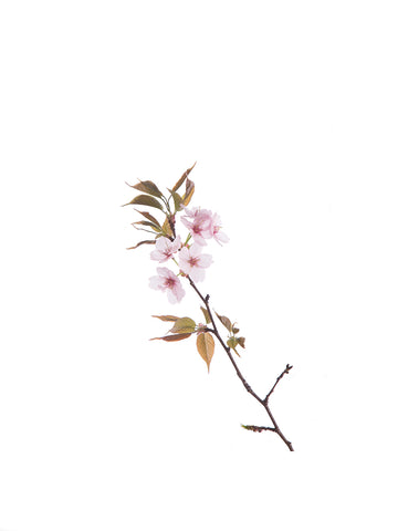 « Série Inflorescences » #4 - Photographie de MÉLANIE CHALLE