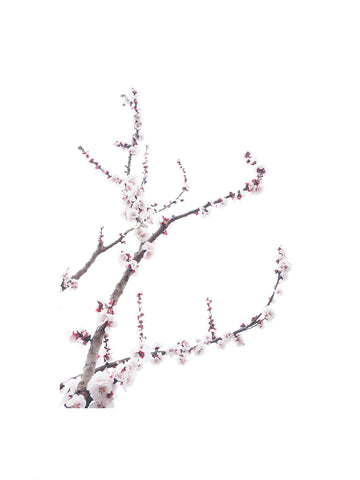 « Série Inflorescences » #8 - Photographie de MÉLANIE CHALLE