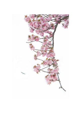 « Série Inflorescences » #9 - Photographie de MÉLANIE CHALLE