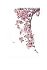 « Série Inflorescences » #9 - Photographie de MÉLANIE CHALLE