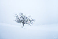 "L'arbre à clochettes"- Aubrac - PHOTOGRAPHIE DE JEAN-MICHEL LENOIR