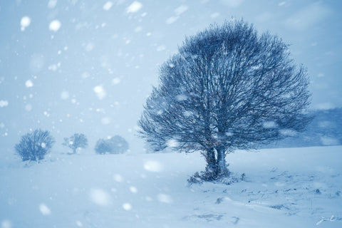 "Face à la neige"- Aubrac - PHOTOGRAPHIE DE JEAN-MICHEL LENOIR