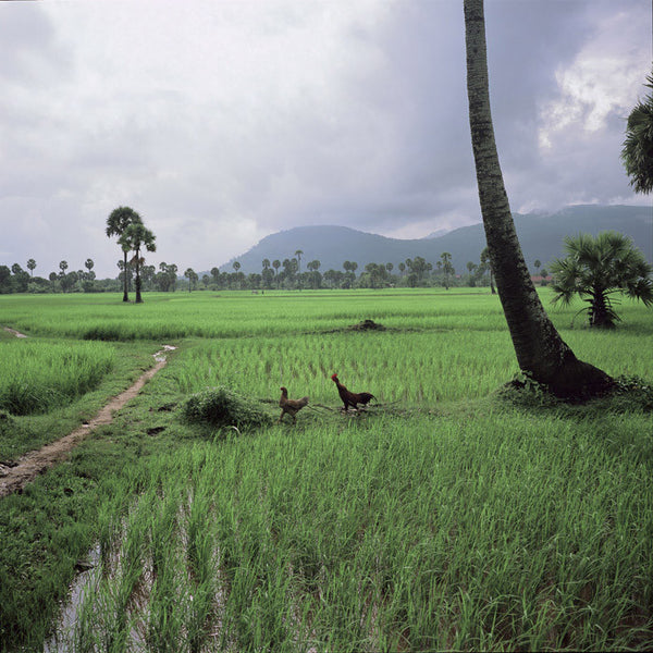 "Cambodge, Kampot, rizière" photographie d'Eric Benard