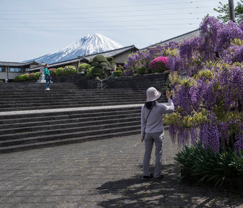 "Japon, Fujinomiya, le temple et les glycines" Photographie d'Éric Bénard