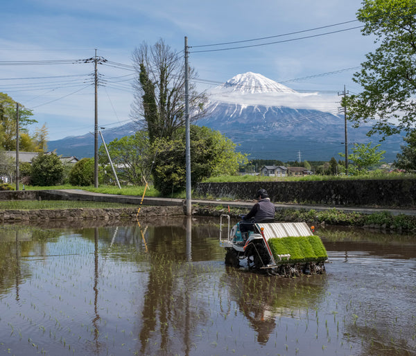 "Japon, Fujinomiya, la rizière" Photographie d'Éric Bénard