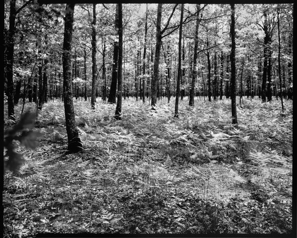 Forêt de Friaize - Série "100 km" - Photographie de Eric Bouvet