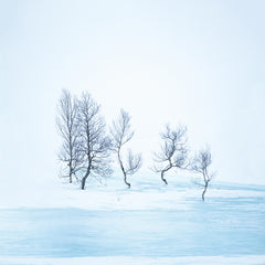 SÉRIE "EVANESCENCE" - BOULEAUX - NORVEGE - PHOTOGRAPHIE DE JEAN-MICHEL LENOIR