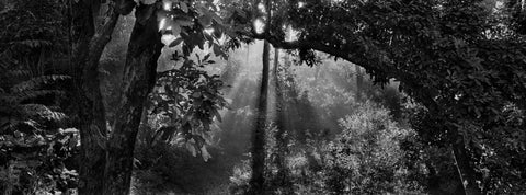 "Forêt ensoleillée" Photographie de Pierre de Vallombreuse