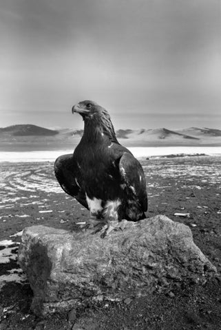 Altai 'White Neck' Eagle, Deloun Highlands, Olgii Province - Mongolia - Photographie de Hamid Sardar
