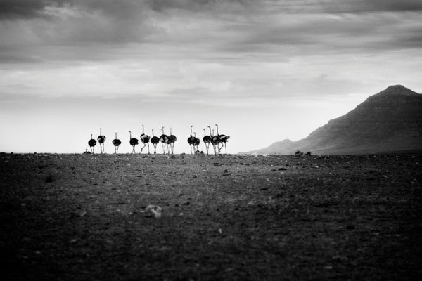 "Autruches Damaraland" - Namibie- Photographie de Philippe Alexandre Chevallier