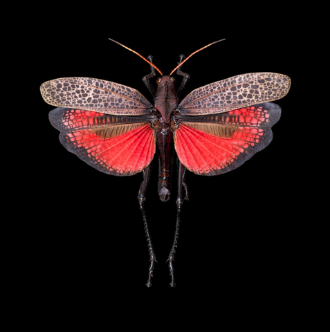 Photographie de Pascal Goet - Taeniopoda rubricornis