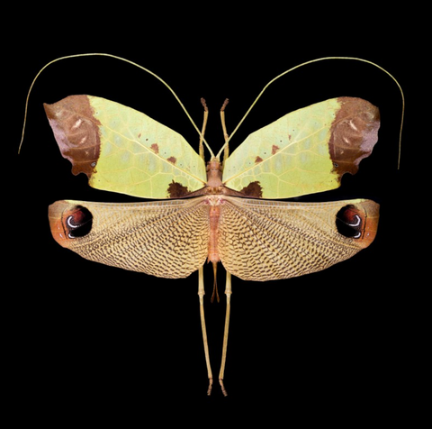 Photographie de Pascal Goet- Pterochroza ocellata III-R-F