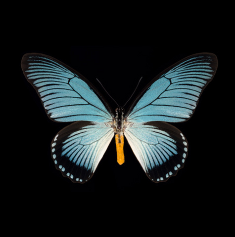 Photographie de Pascal Goet - Papilio zalmoxis R