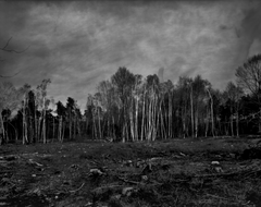 Forêt de Compiègne II - Série "100 km" - Photographie de Eric Bouvet