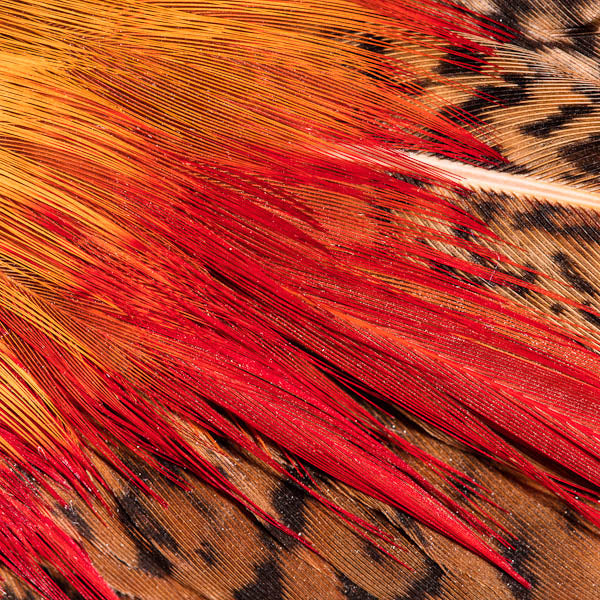 Faisan doré à plumes rouges - Photographie de Clarisse Rebotier