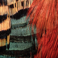 "Faisan doré" Photographie de Clarisse Rebotier