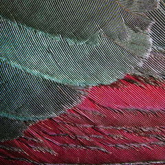 "Plumes grises et roses" Photographie de Clarisse Rebotier