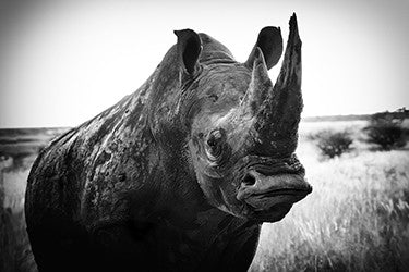Photographie de Philippe Alexandre Chevallier "White Rhino"