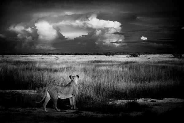 "Lionne face à la brousse" - Namibie - Photographie de Philippe Alexandre Chevallier
