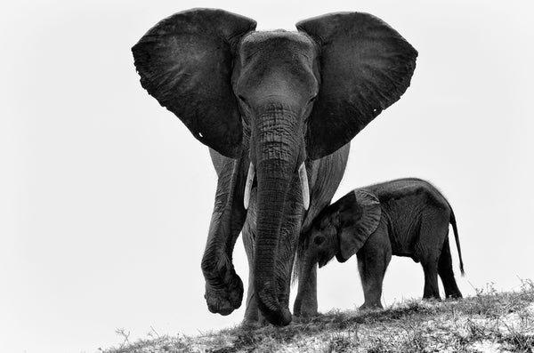 "ELEPHANTE SON ELEPHANTEAU"  - NAMIBIE