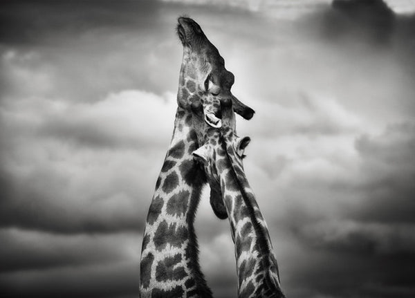 "Girafes" - Namibie - Photographie de Philippe Alexandre Chevallier