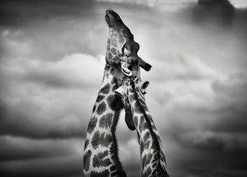 "Girafes" - Photographie de Philippe Alexandre Chevallier