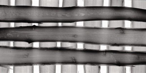 Série "Confinement" Asparagus Checkboard - Photographie de Jean-Jacques Bernier