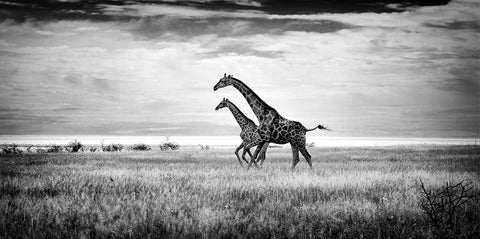 "La course des girafes" - Namibie - Photographie de Philippe Alexandre Chevallier