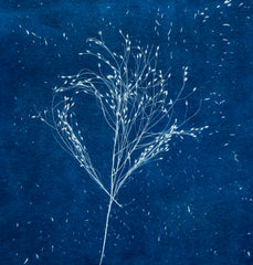 "Amour" - Série Ciel et Terre - Cyanotype de Mélanie Challe