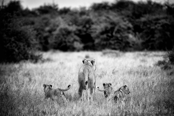 "Lionne et ses lionceaux"  - Namibie