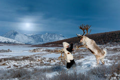 Catching Wild Bull West Taiga - Mongolia - Photographie de Hamid Sardar