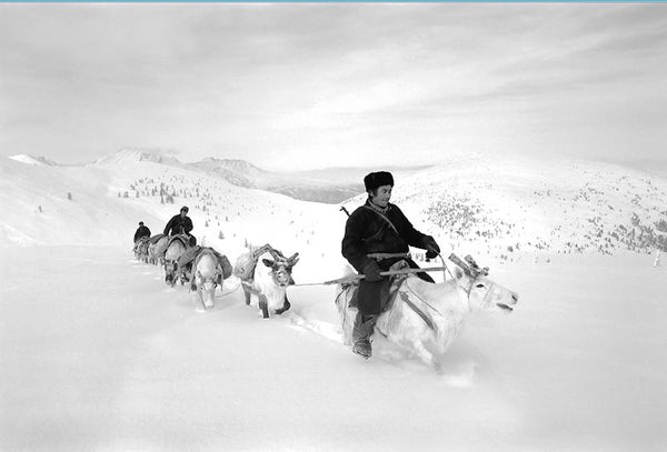 Duhalar Hunting Party, West Taiga, Hovsgol Province - Mongolia - Photographie de Hamid Sardar