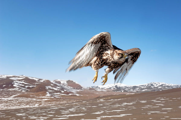 Altai Saker Falco - Olgii - Mongolia - Photographie de Hamid Sardar