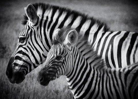"Zèbres" - Namibie - Photographie de Philippe Alexandre Chevallier