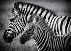 "Zèbres" - Namibie - Photographie de Philippe Alexandre Chevallier
