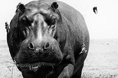Photographie de Philippe Alexandre Chevallier "Hippopotame"