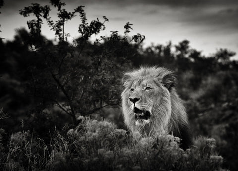 "Lion Hochland" - Namibie - Photographie de Philippe Alexandre Chevallier